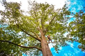 How Our Tree Care Process Works  in  Oak Grove, OR