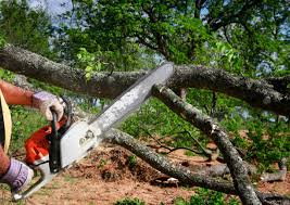 Trusted Oak Grove, OR Tree Care Experts
